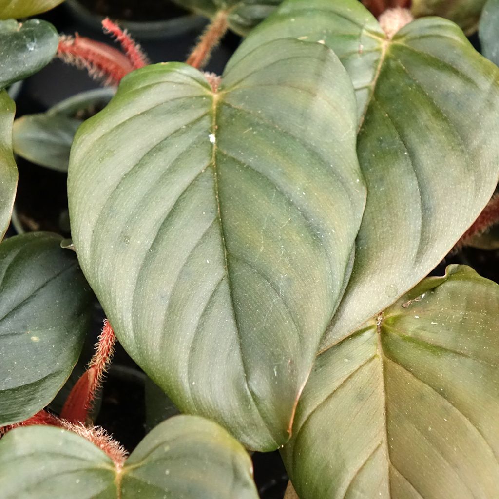 Philodendron squamiferum x serpens