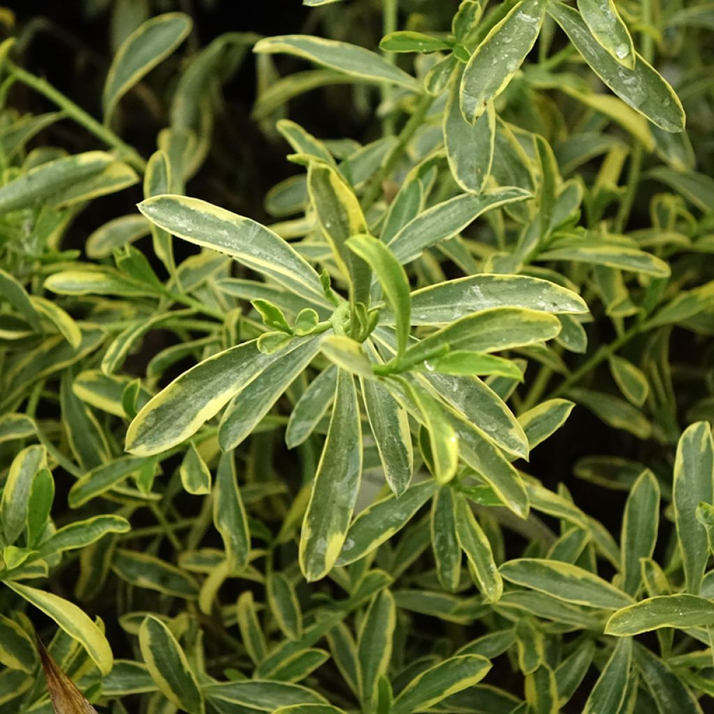Philotheca (Eriostemon) myoporoides Gold Touch 
