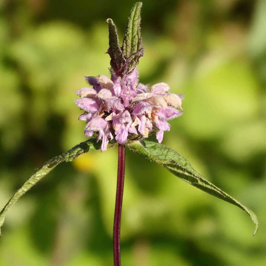 Phlomis tubéreux - Phlomis tuberosa Amazone