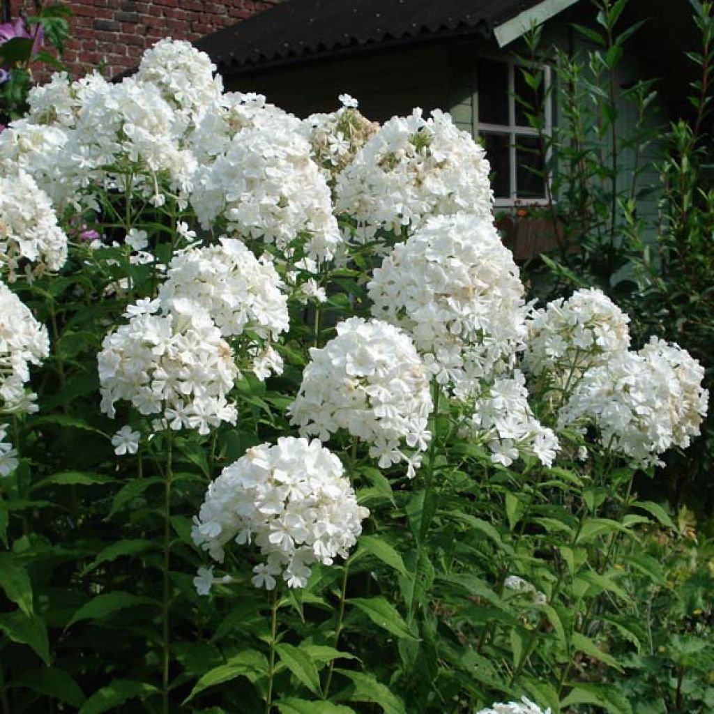 Phlox Anne