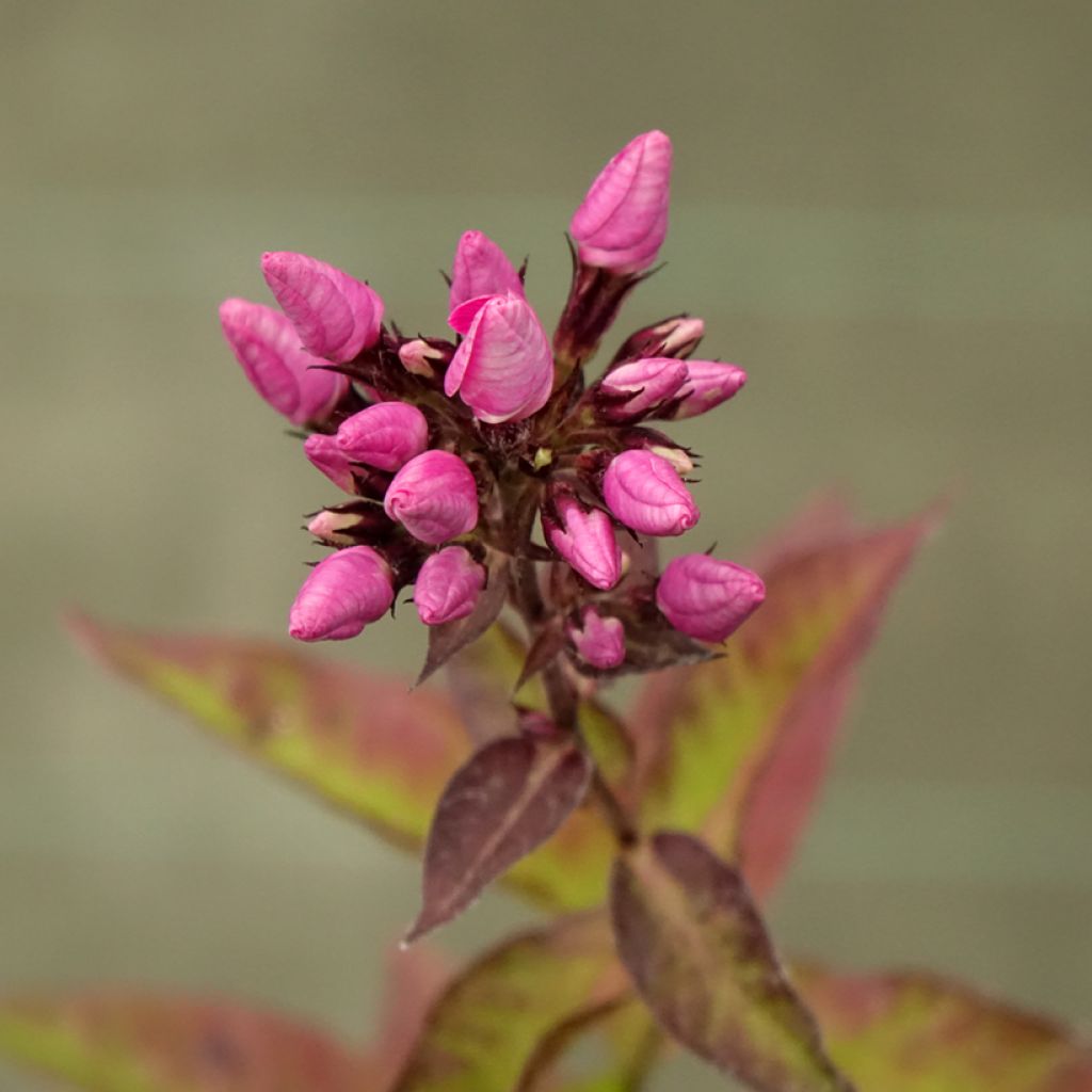 Phlox paniculata Butonik