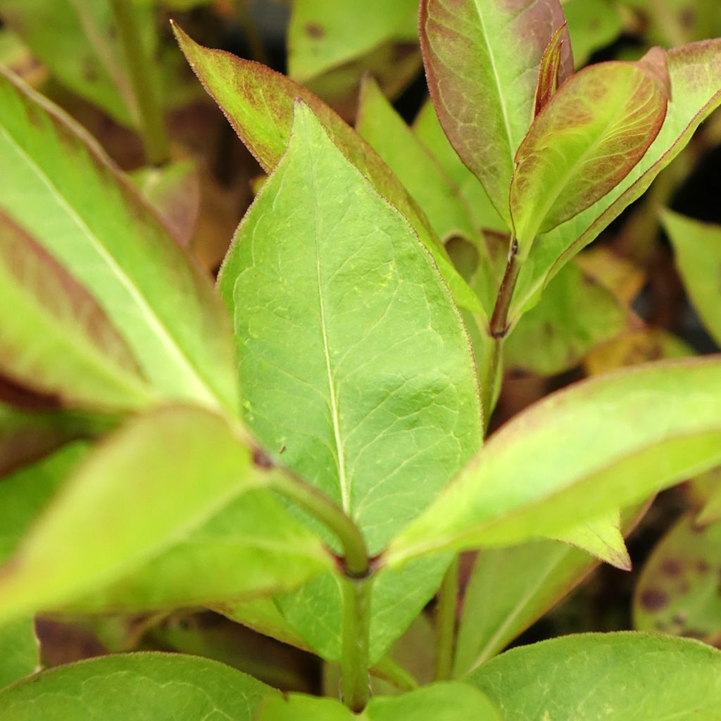 Phlox paniculata Younique Cerise