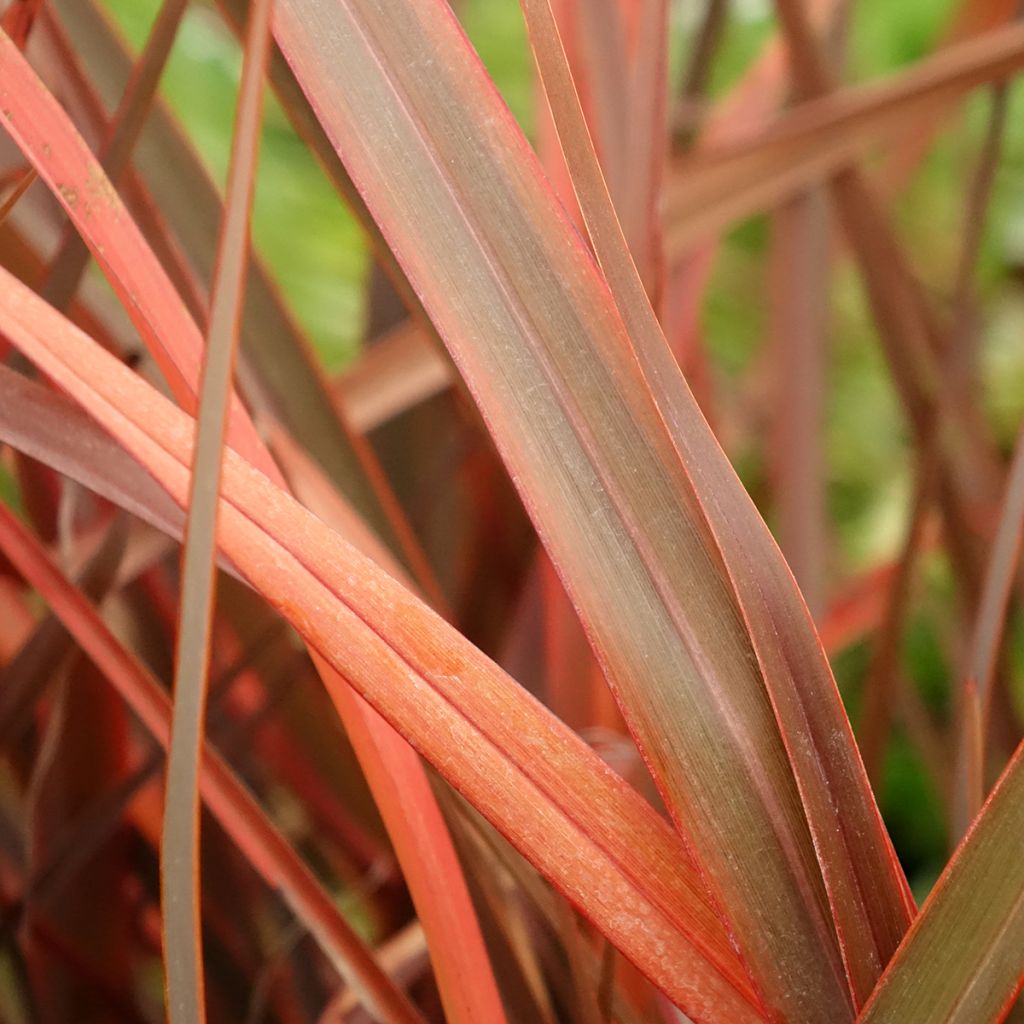 Phormium Bronze Baby - Lin de Nouvelle-Zélande