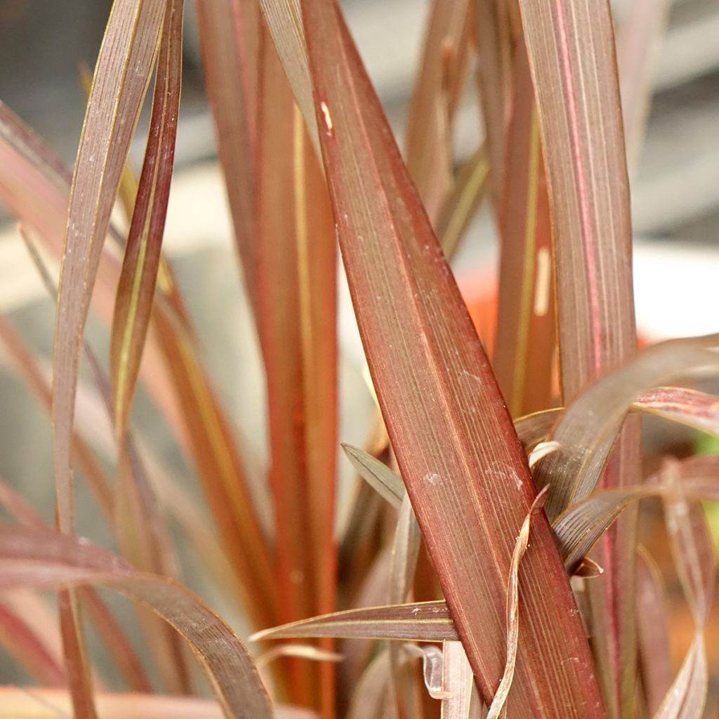 Phormium Platts Black - Lin de Nouvelle-Zélande
