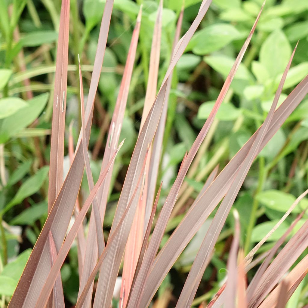 Phormium Platts Black - Lin de Nouvelle-Zélande