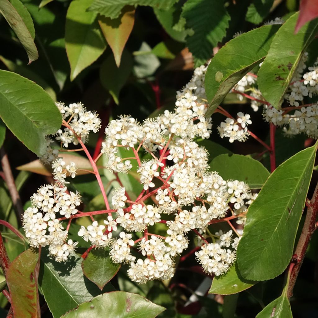 Photinia fraseri Red Light