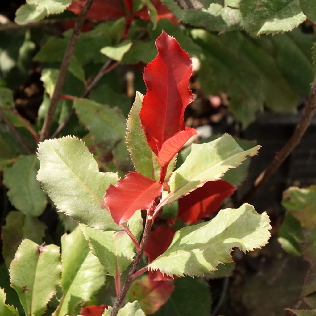 Photinia x fraseri Magical Volcano