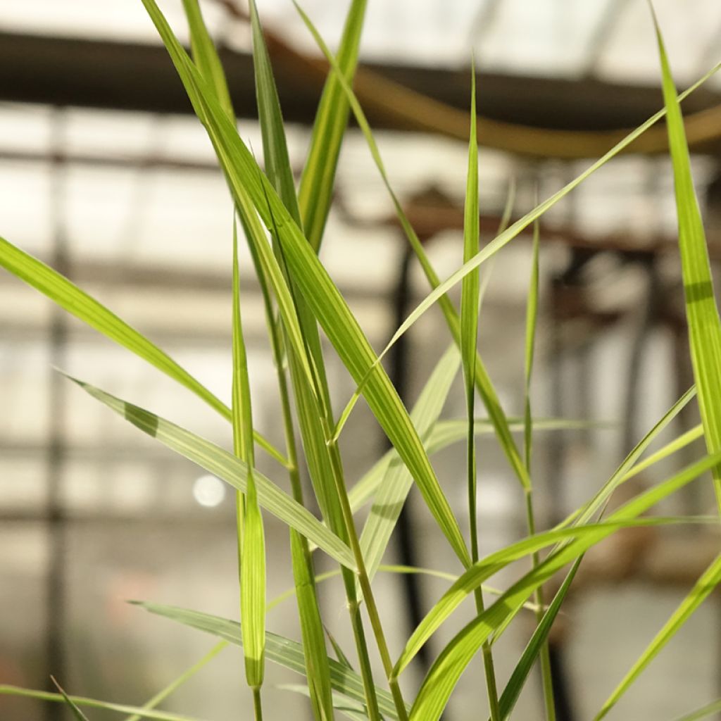 Phragmites australis Variegatus - Roseau panaché