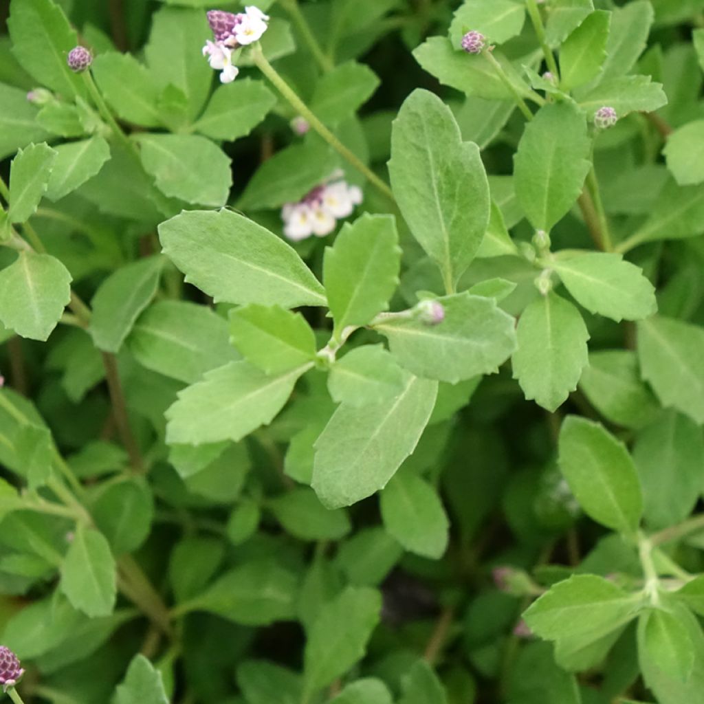 Phyla nodiflora var. canescens - Lippia nodiflora