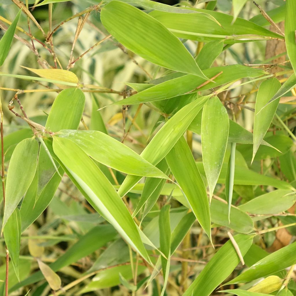 Phyllostachys viridis Sulphurea - Bambou