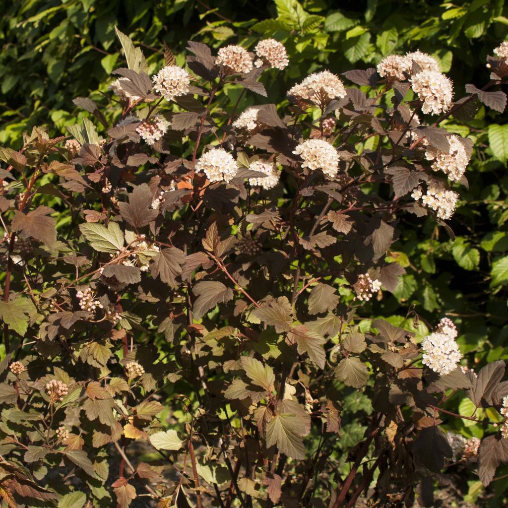 Physocarpus opulifolius Diable D'Or - Physocarpe 