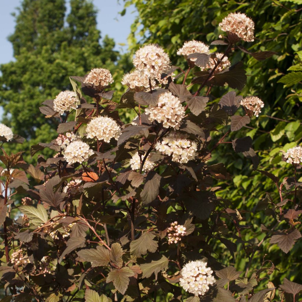 Physocarpus opulifolius Diable D'Or - Physocarpe 