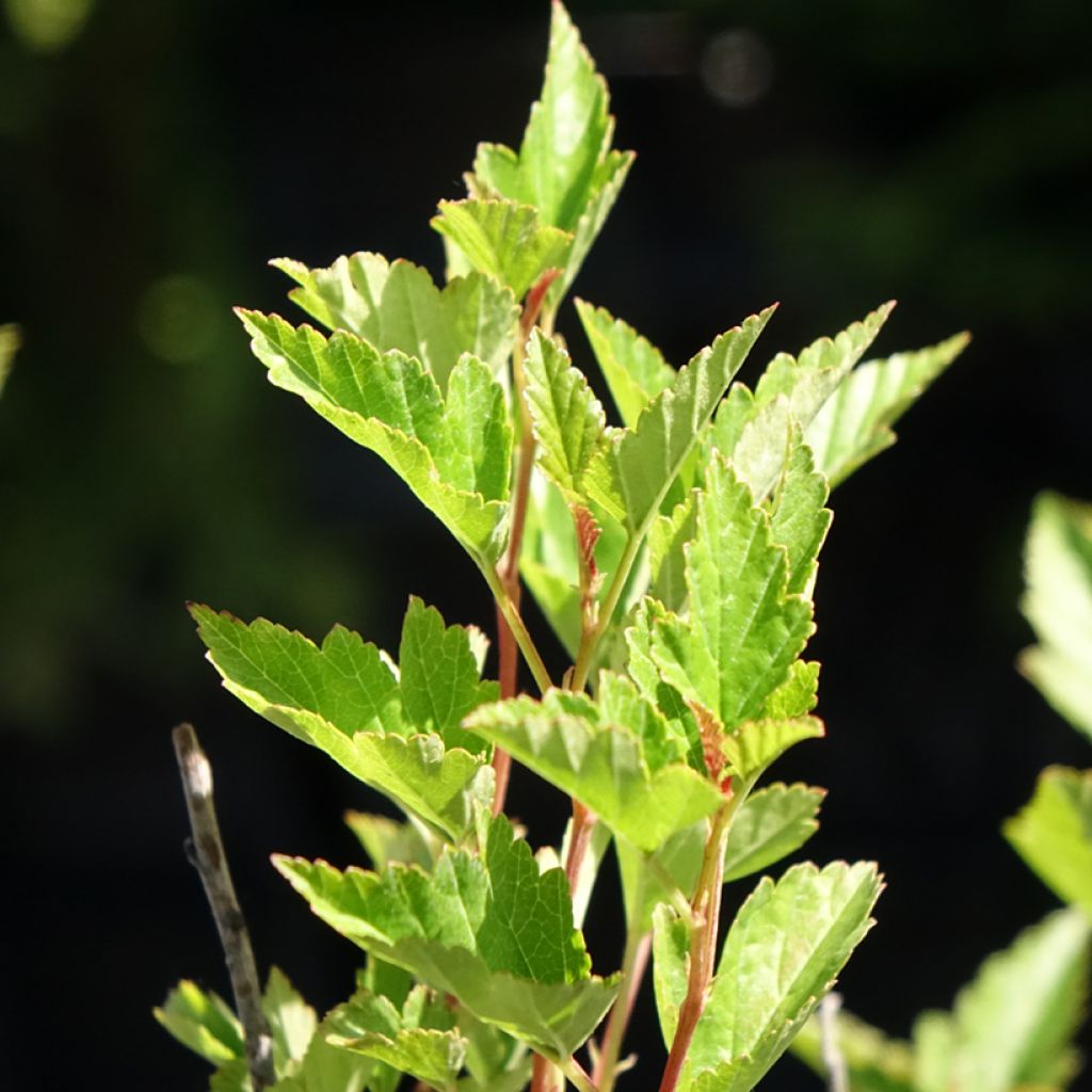 Physocarpus opulifolius Little Greeny - Physocarpe nain