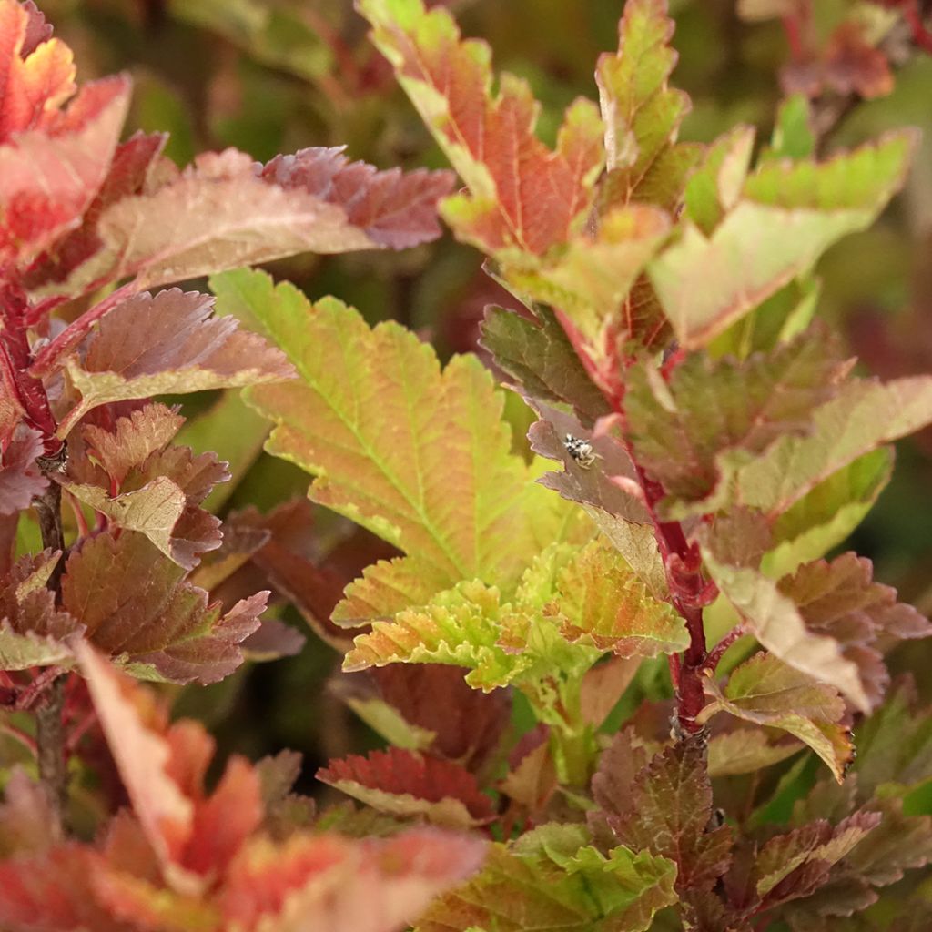 Physocarpus opulifolius Little Leena - Physocarpe