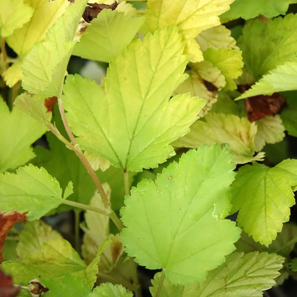Physocarpus opulifolius Nugget - Physocarpe