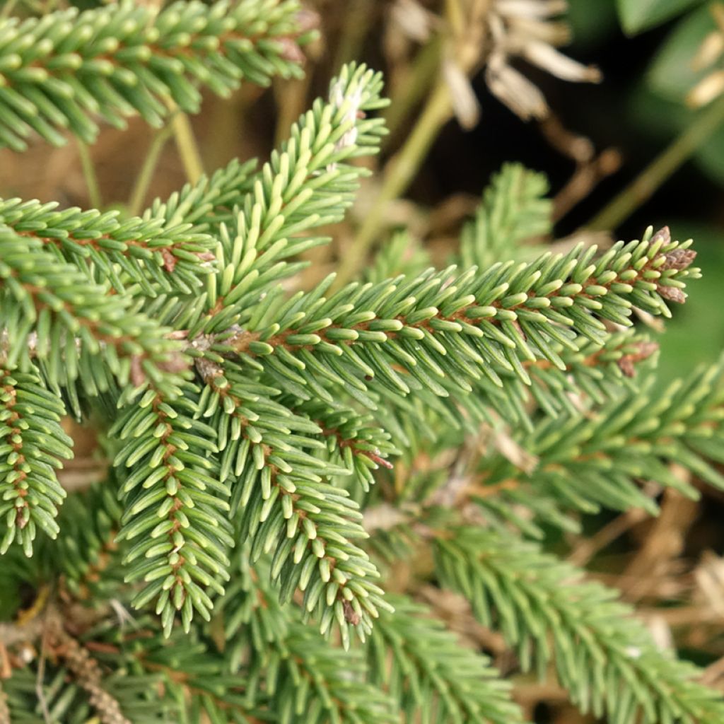 Picea orientalis Summergold - Sapinette d'Orient