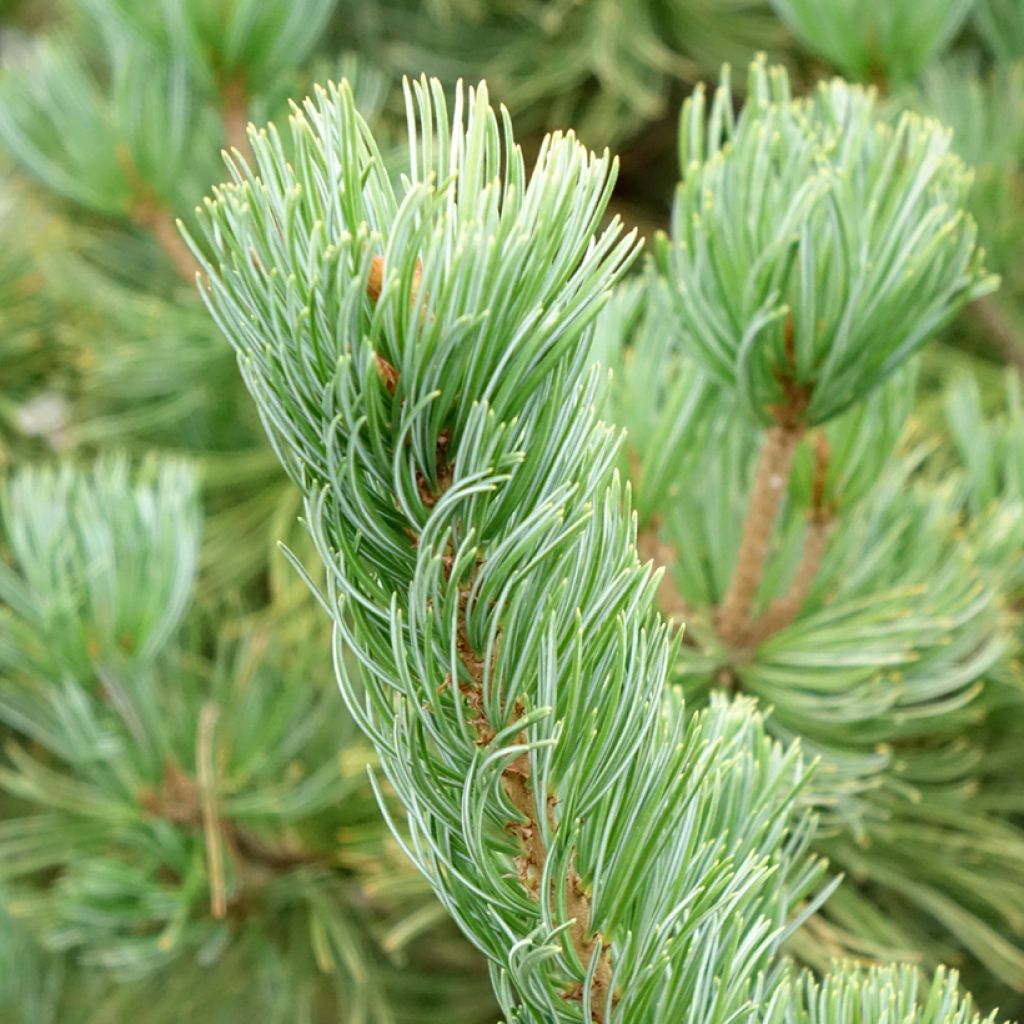 Pin blanc du Japon nain - Pinus parviflora Iribune