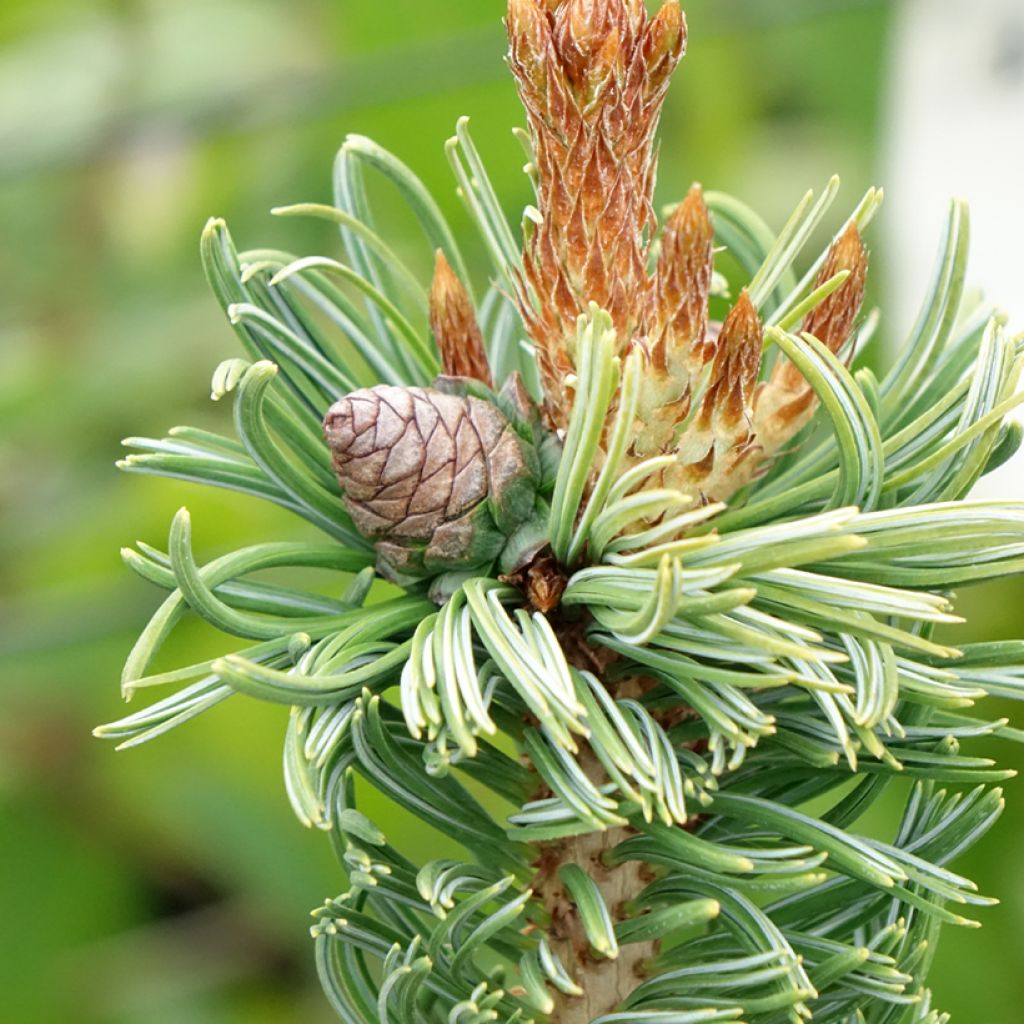 Pin blanc du Japon nain - Pinus parviflora Iribune