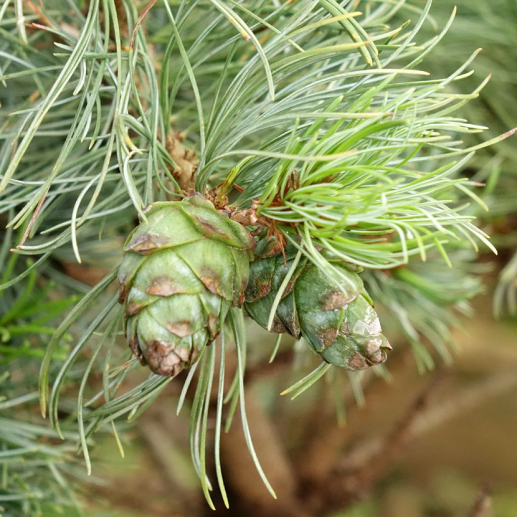 Pin blanc du Japon - Pinus parviflora Bergman                      