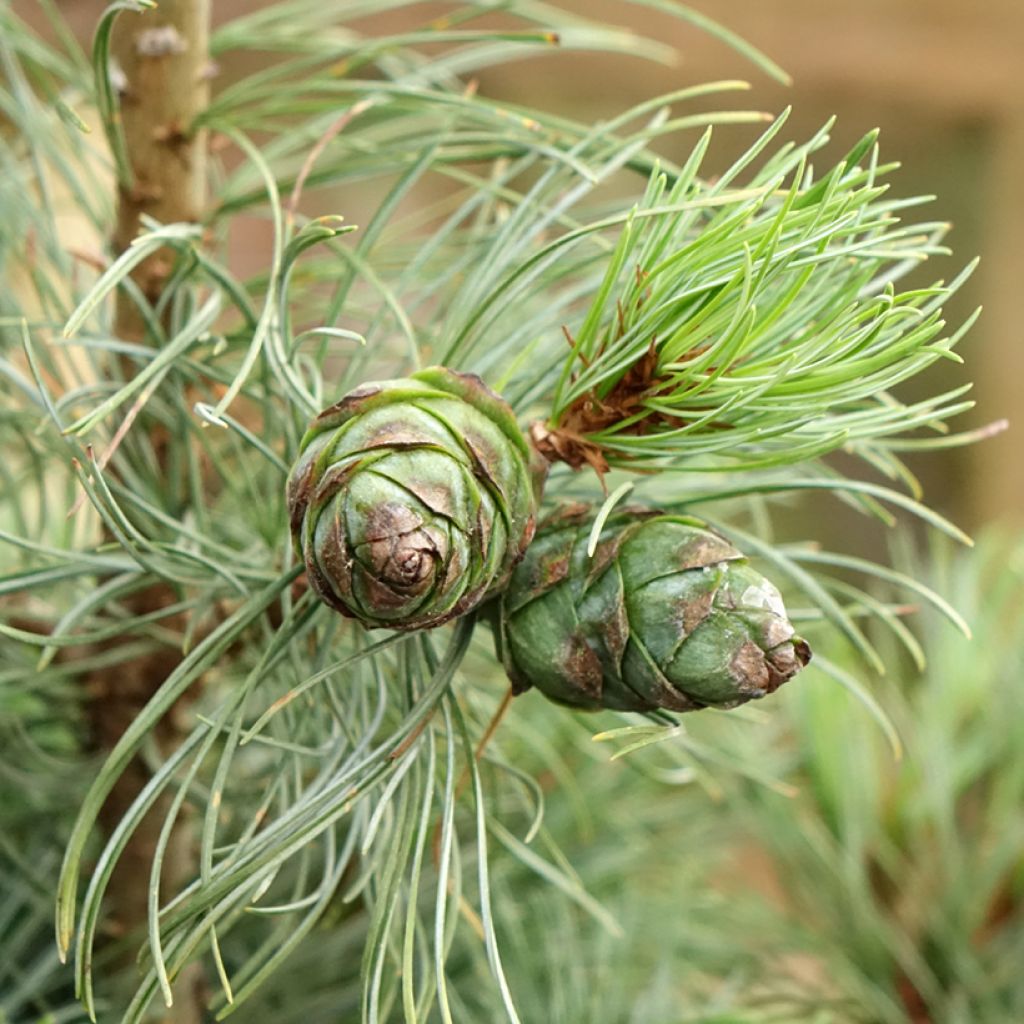 Pin blanc du Japon - Pinus parviflora Bergman                      