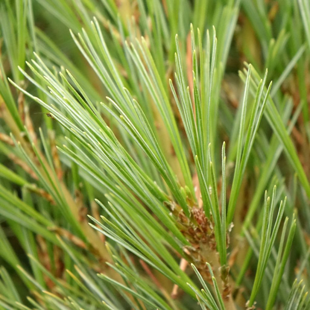 Pin de l'Himalaya - Pinus wallichiana Densa Hill