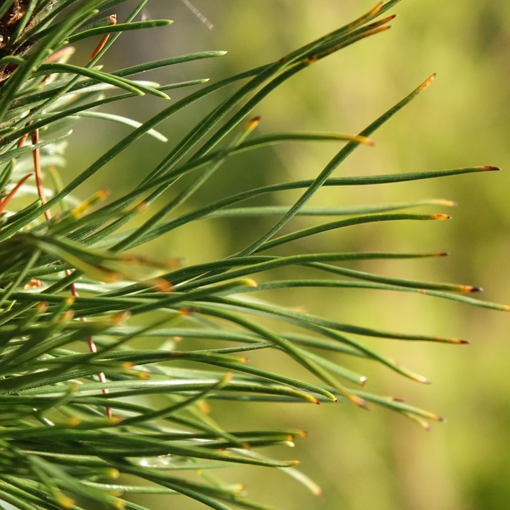 Pin de montagne - Pinus mugo Heideperle