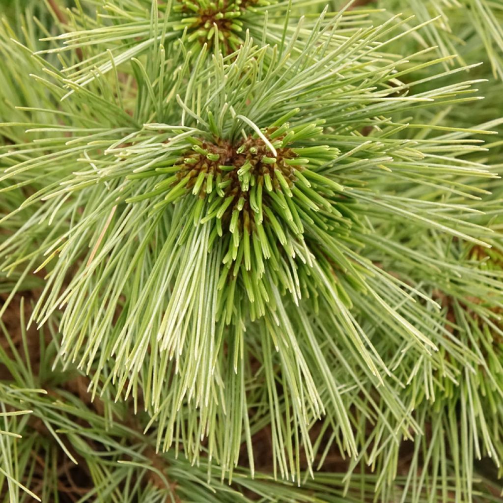 Pin de Weymouth nain - Pinus strobus Mary Butler