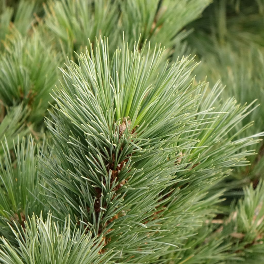 Pin de Weymouth - Pinus strobus Secrest