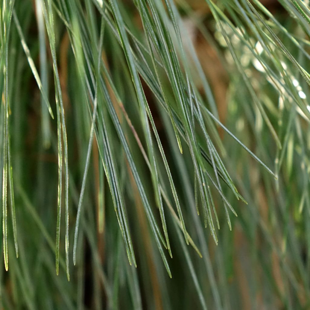 Pin - Pinus schwerinii Wiethorst