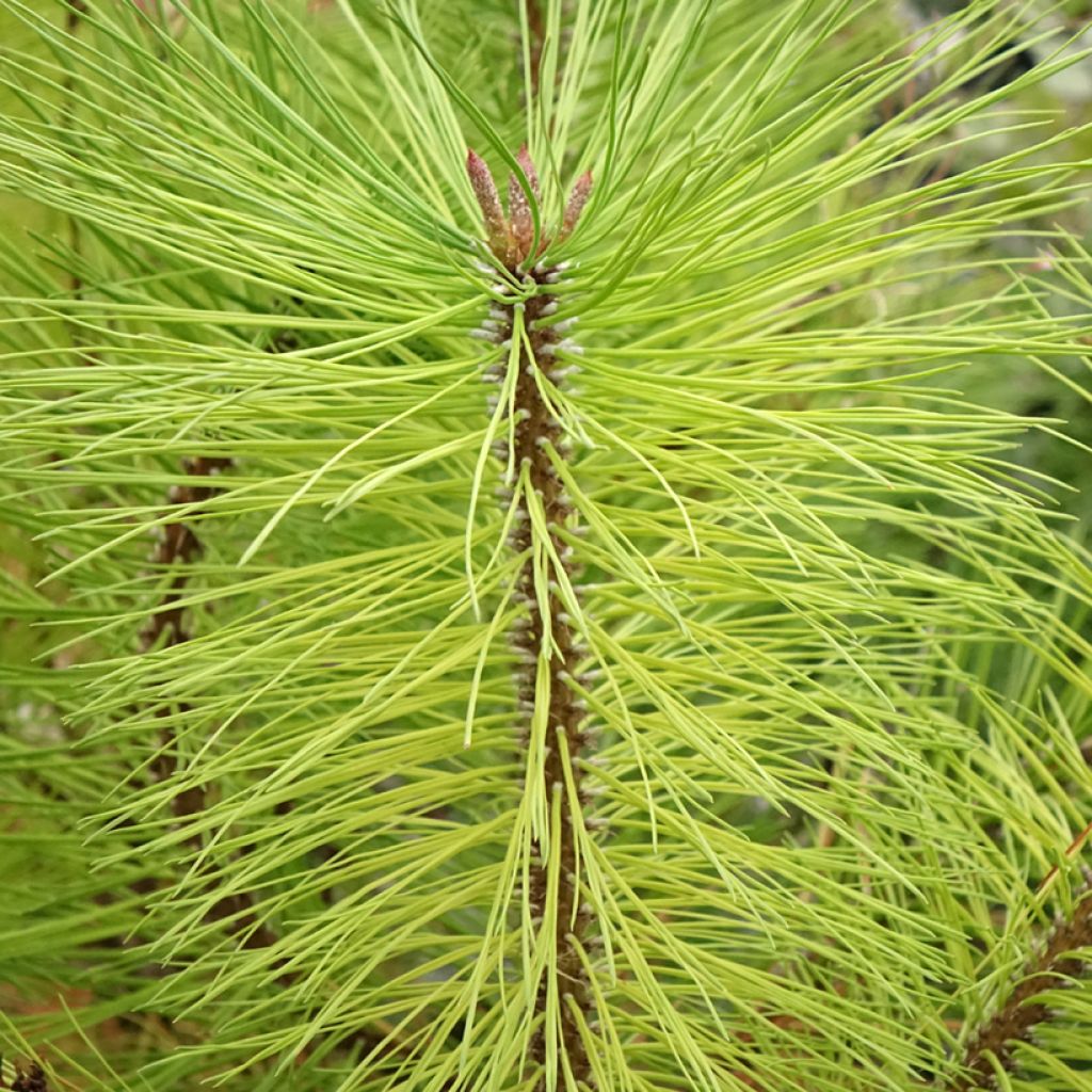 Pin ponderosa - Pinus ponderosa