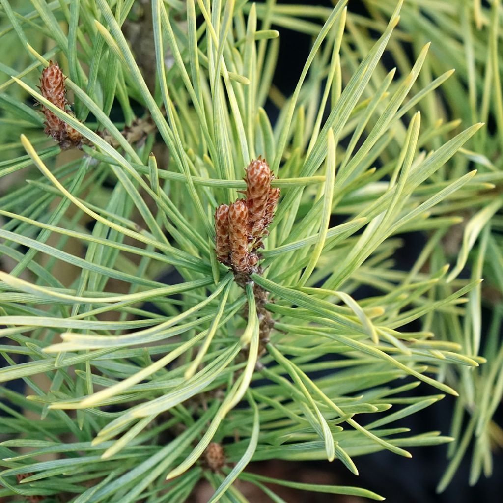 Pin sylvestre nain - Pinus sylvestris Wintergold