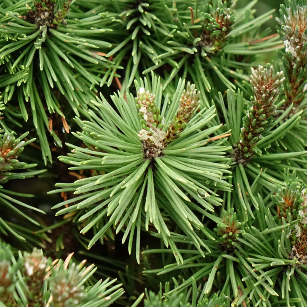 Pinus mugo Humpy - Pin nain de montagne