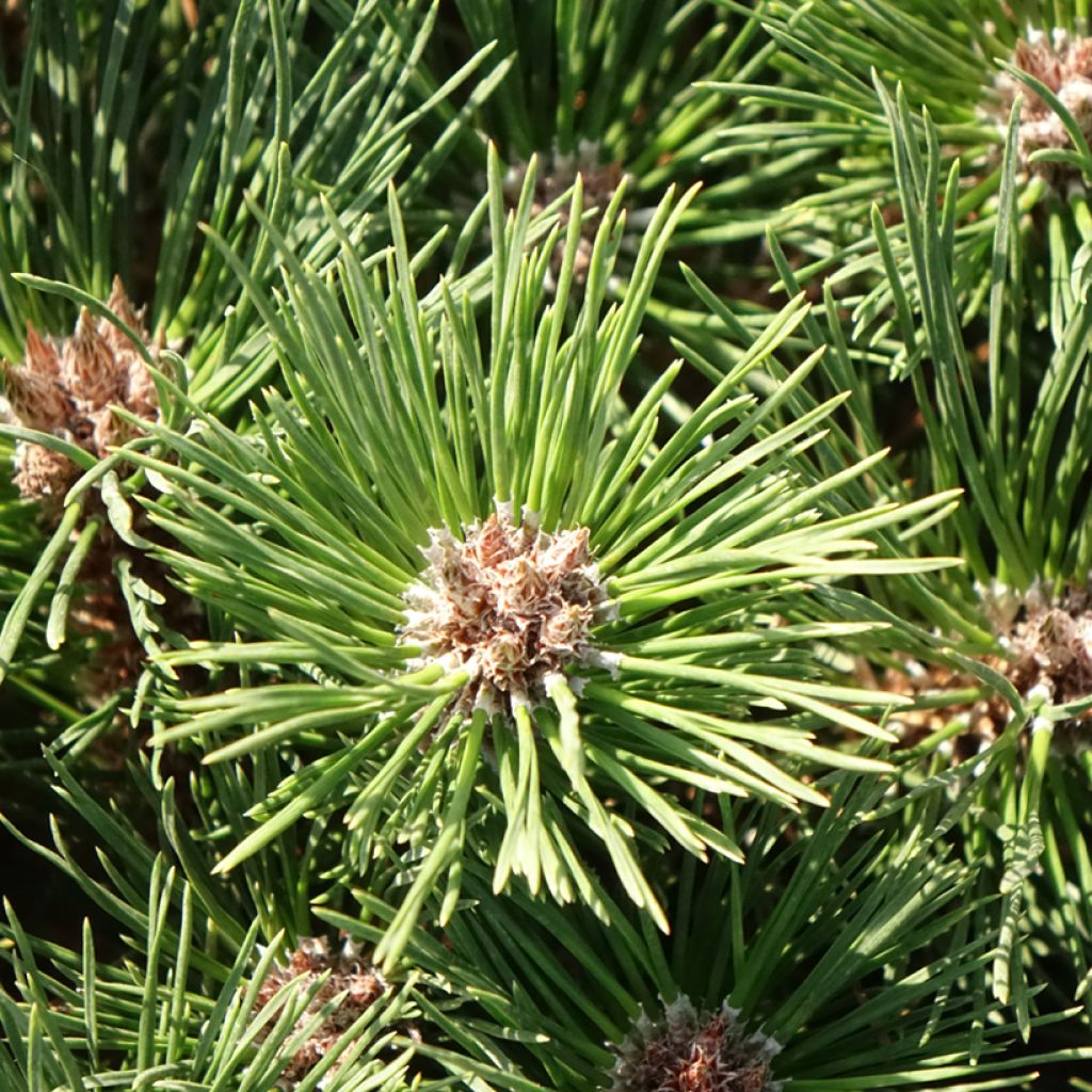 Pinus nigra Pierrick Brégeon  - Pin noir