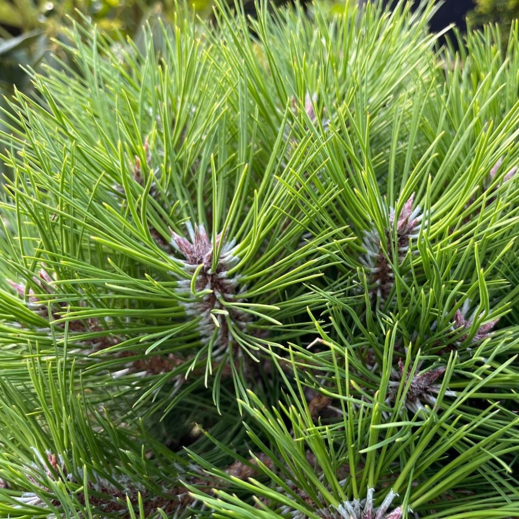 Pinus nigra Pierrick Brégeon  - Pin noir