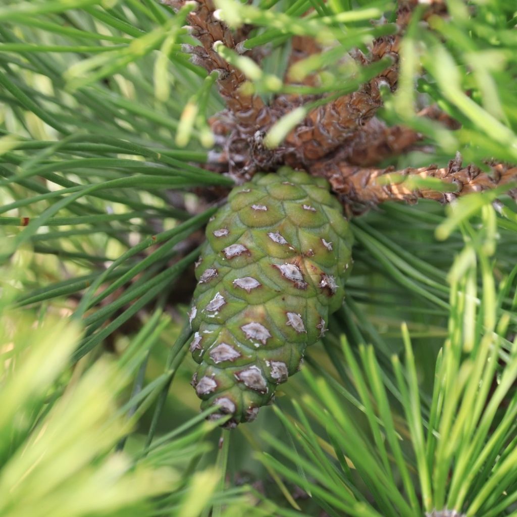 Pinus nigra Pierrick Brégeon  - Pin noir