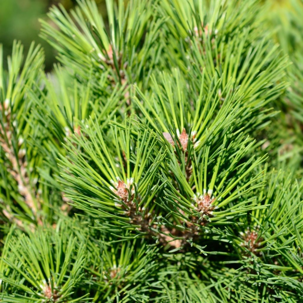 Pinus nigra Pierrick Brégeon  - Pin noir