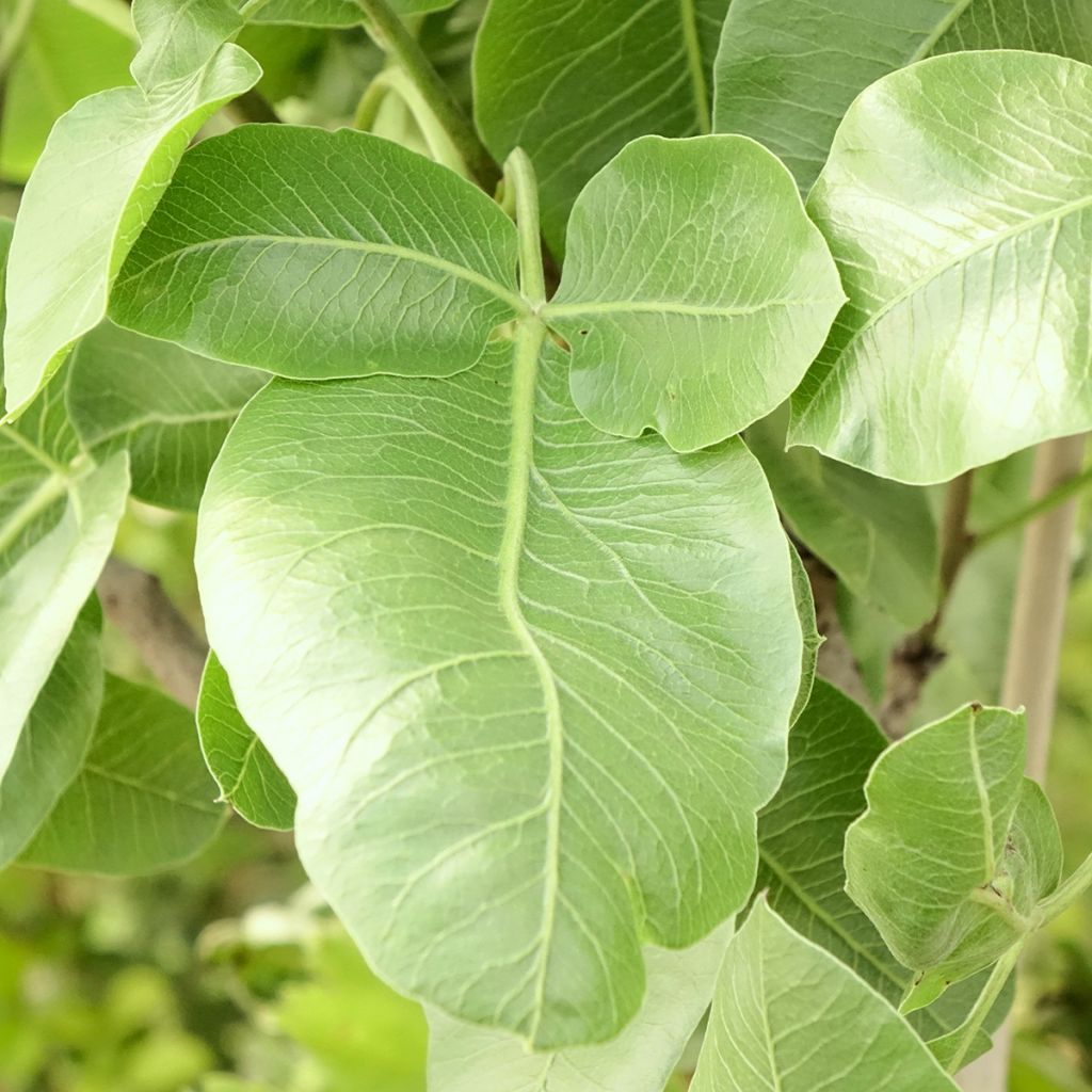 Pistachier mâle Peters - Pistacia vera 