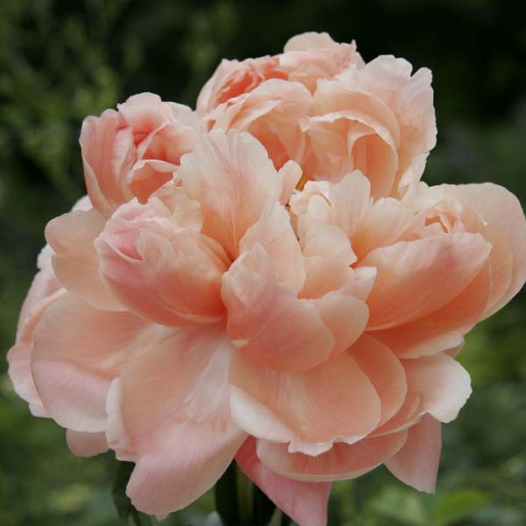 Pivoine Coral Sunset