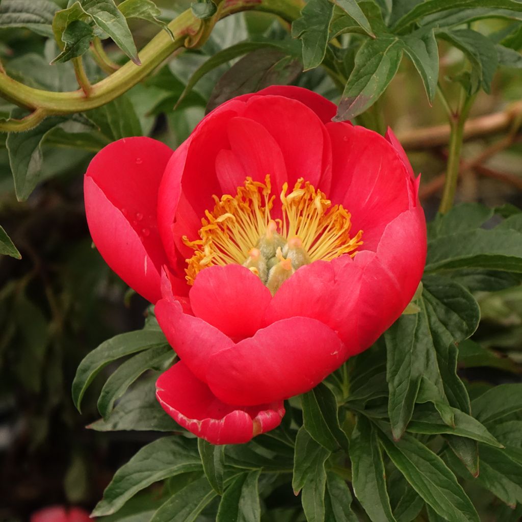 Pivoine Coral Sunset