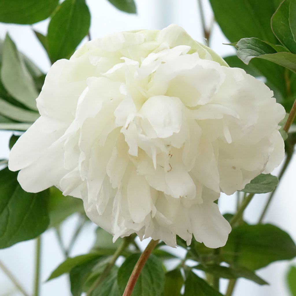 Pivoine lactiflora Corinne Wersan