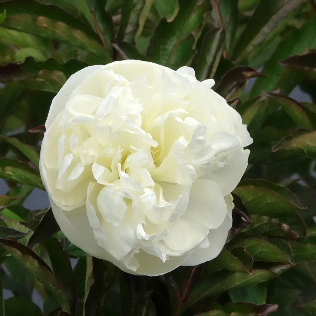Pivoine lactiflora Duchesse de Nemours
