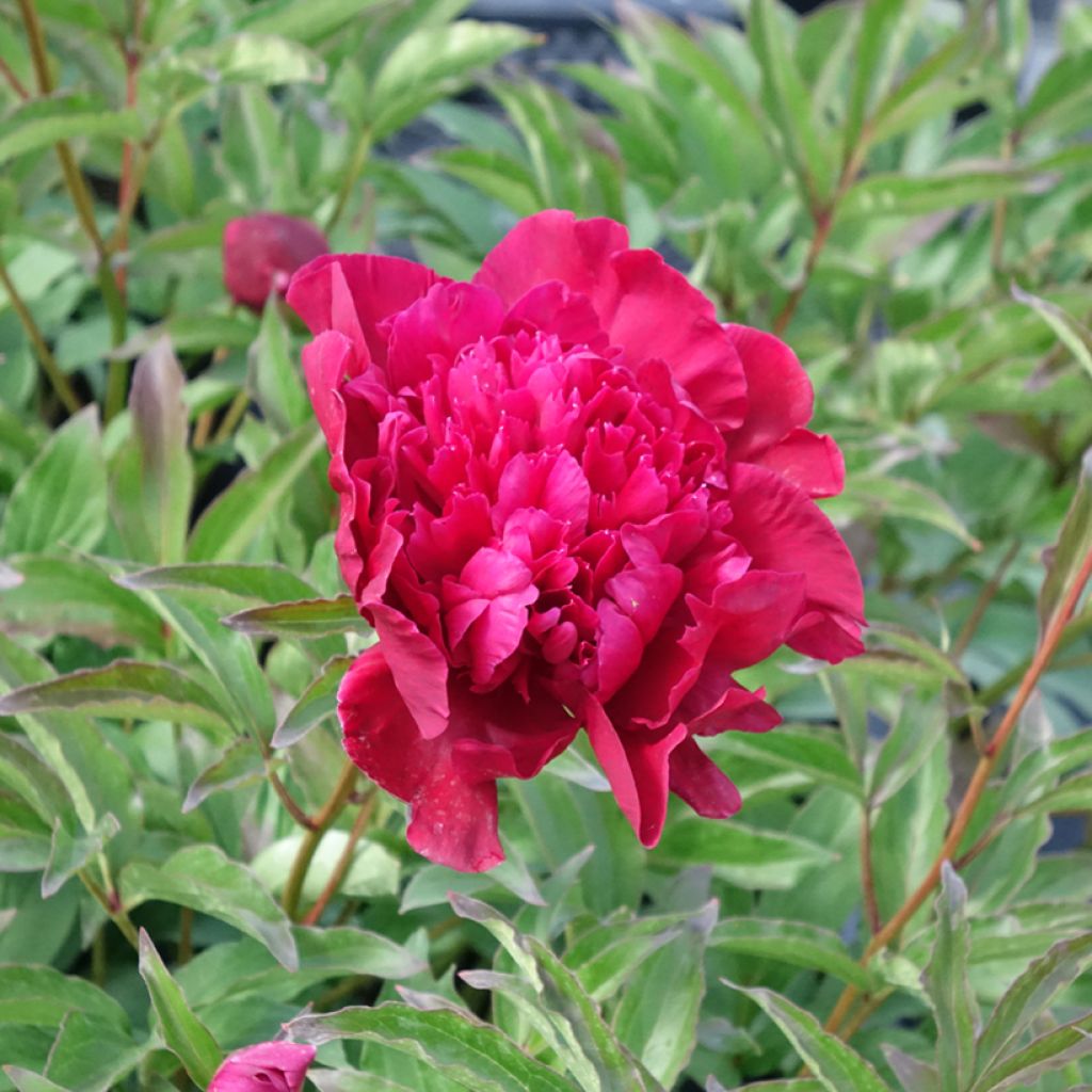 Pivoine lactiflora Inspecteur Lavergne