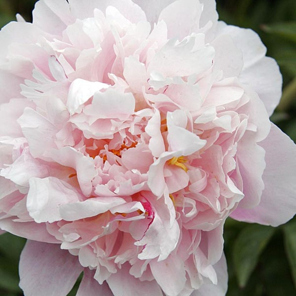 Pivoine Président Taft
