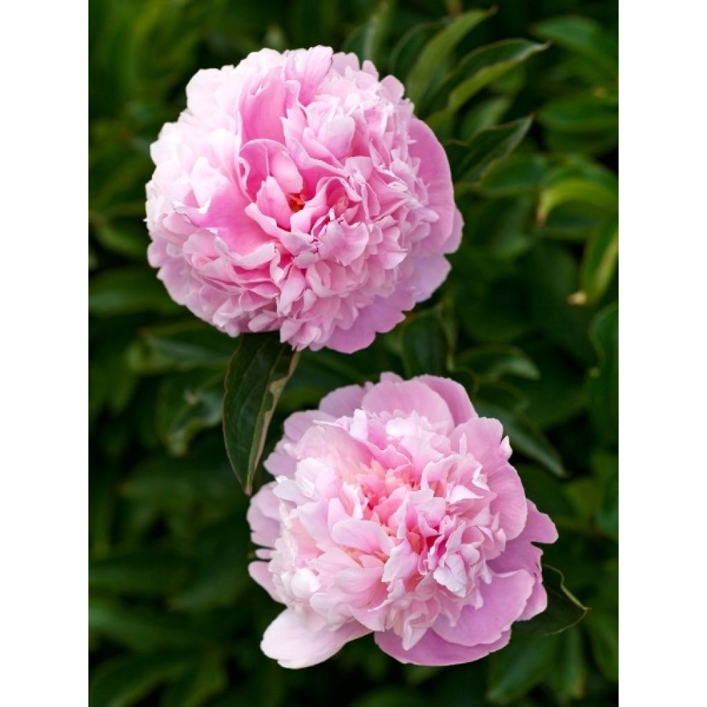 Pivoine lactiflora Sarah Bernhardt