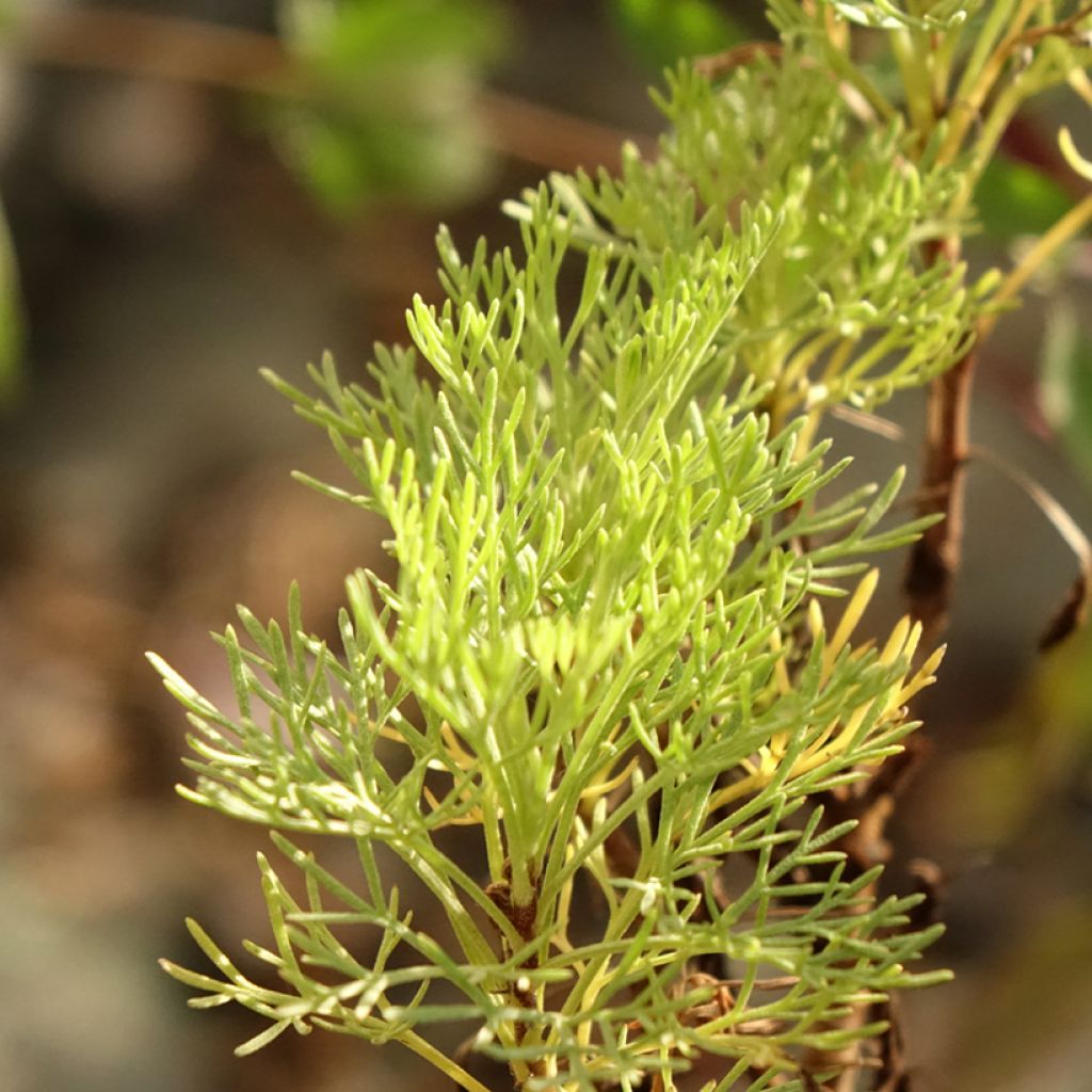 Plante cola - Artemisia abrotanum var.maritima