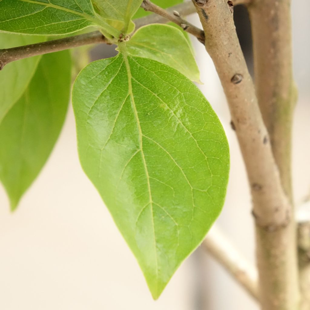 Plaqueminier, Kaki - Diospyros kaki Cioccolatino