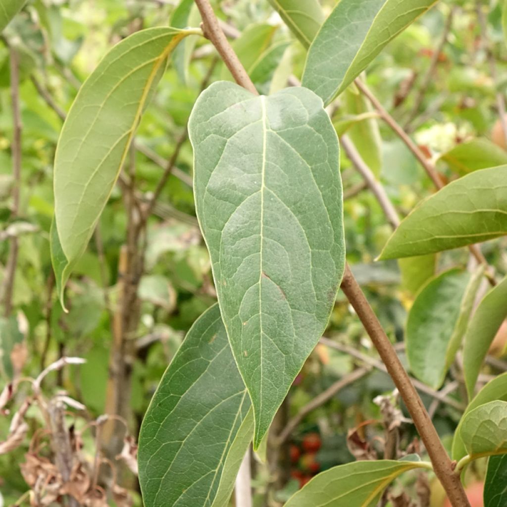 Plaqueminier, Kaki - Diospyros kaki Sharon