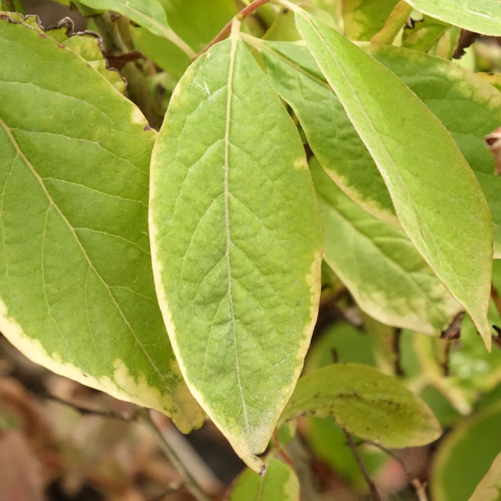 Plaqueminier, Kaki - Diospyros lotus