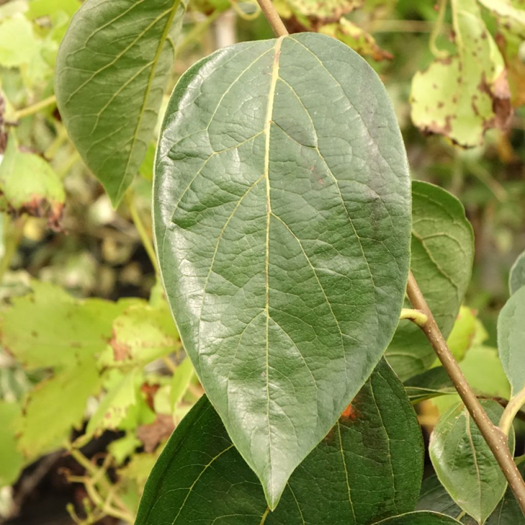 Plaqueminier, Kaki - Diospyros Nikita’s Gift