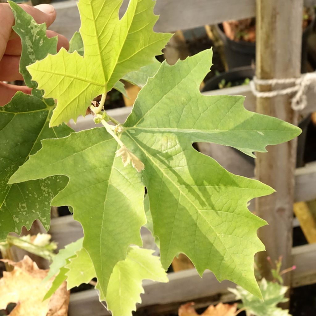 Platanus x hispanica Suttneri - Platane panaché